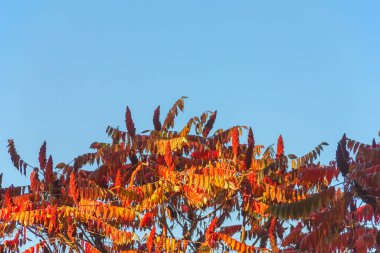 Sonbahar renkli parlak yapraklar Sonbaharda mavi bir gökyüzüne karşı