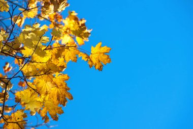 Sonbahar renkli parlak yapraklar Sonbaharda mavi bir gökyüzüne karşı