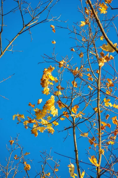 Осень красочные яркие листья против голубого неба осенью папа — стоковое фото