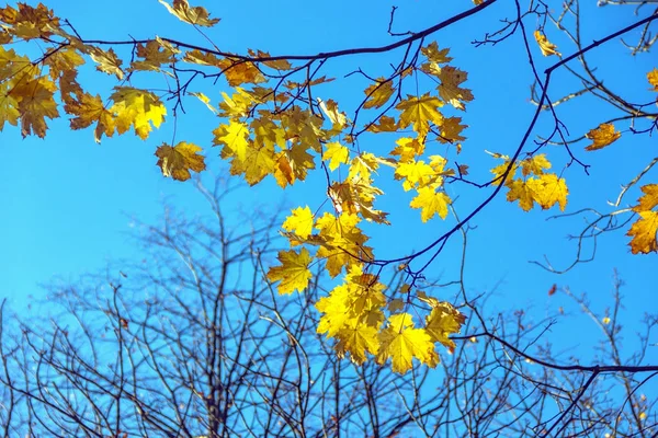 Осень красочные яркие листья против голубого неба осенью папа — стоковое фото
