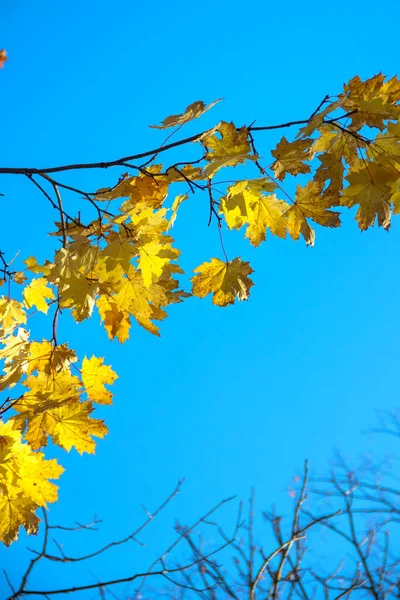 Осень Красочные Яркие Листья Против Голубого Неба Осеннем Парке Осень — стоковое фото