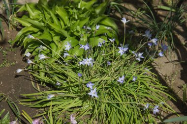 Bahçedeki baharda çiçek açan bahar yıldızı (Ipheion uniflorum)