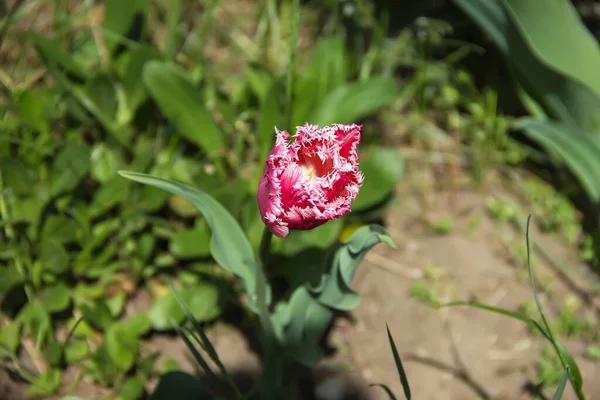 Tulipa Άνθισε Πλήρως Στον Κήπο Άνοιξη — Φωτογραφία Αρχείου