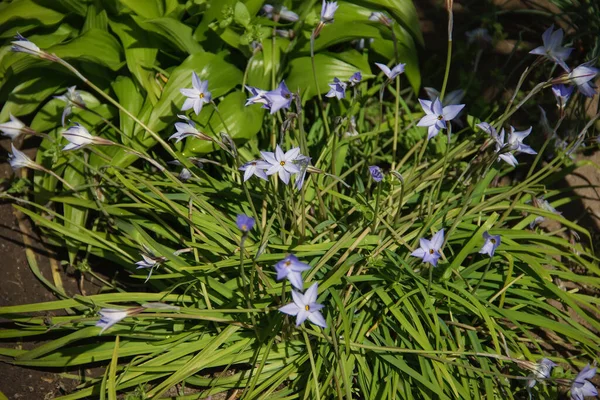 Virágzó Tavaszi Csillag Virág Ipheion Uniflorum Tavaszi Virágágyás Kertben — Stock Fotó
