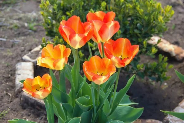 在花园里春天的花坛上绽放着灿烂的郁金香 — 图库照片