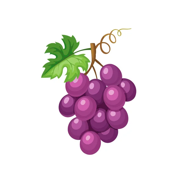 Violet grape icon — Stock Vector