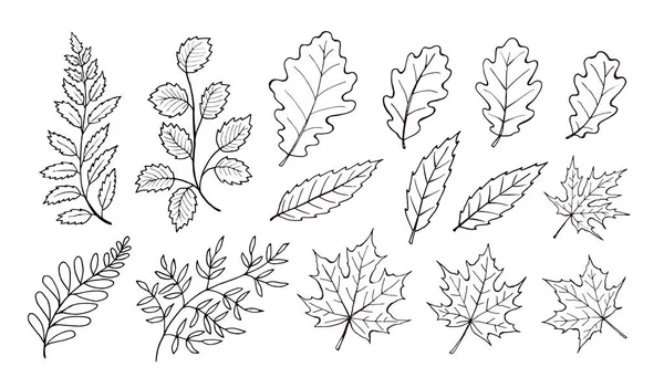 Colección de hojas de otoño — Vector de stock