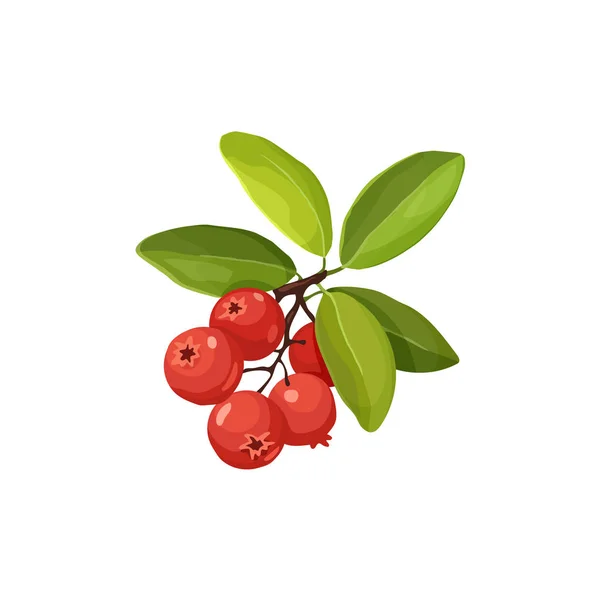 Cranberry icon isolated — Stock Vector