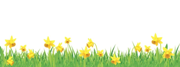 Pretty daffodils for spring — Stock Vector