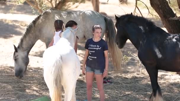 Cavalo, menina, fazenda, animal, criança, fazenda, natureza, verão, diversão, outono, bonito, outdoor, família, brincar, pouco, feliz, brincar, crianças, rural, pessoas, pasto, alimentação, fofa, campo, amor, animal de estimação, campo, amigosDuas meninas e uma menina cercada por cavalos — Vídeo de Stock