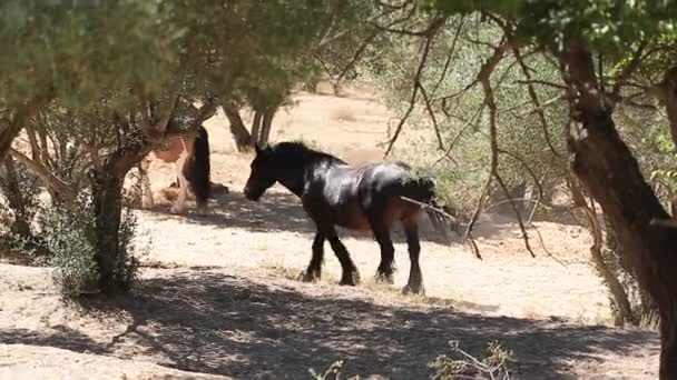 Лошади на ферме — стоковое видео