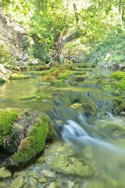 Yaz aylarında ahşap Nehri.