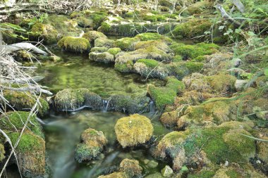 Yaz aylarında ahşap Nehri.