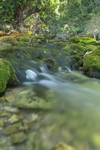 Río Wood en verano . —  Fotos de Stock