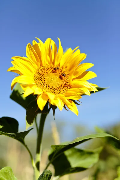 Sonnenblume mit Bienen im Sommer. — Stockfoto