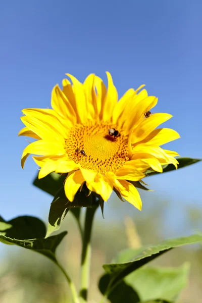 Sonnenblume mit Bienen im Sommer. — Stockfoto