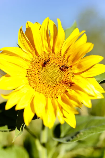 Sonnenblume mit Bienen im Sommer. — Stockfoto