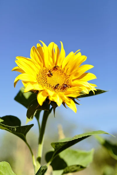 Sonnenblume mit Bienen im Sommer. — Stockfoto