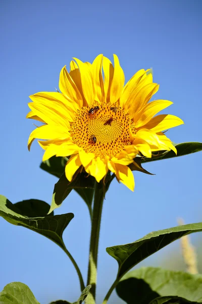 Sonnenblume mit Bienen im Sommer. — Stockfoto