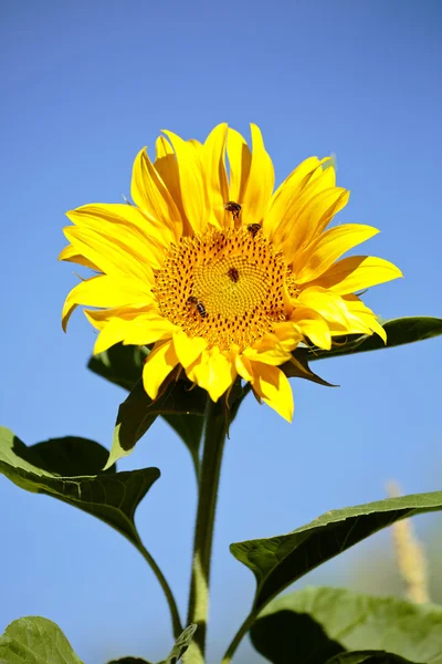 Sonnenblume mit Bienen im Sommer. — Stockfoto