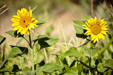 Arılar yaz aylarında ile ayçiçeği. 