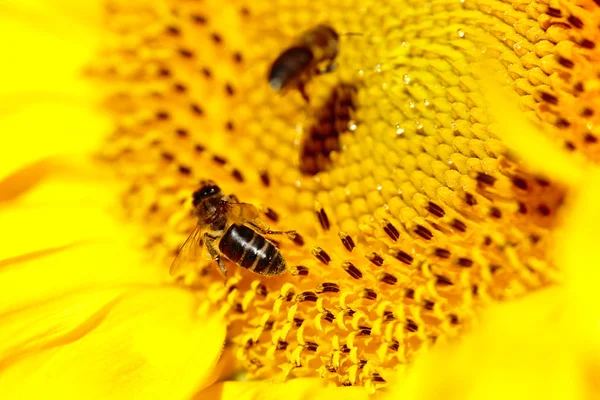 Girassol com abelhas no verão . — Fotografia de Stock