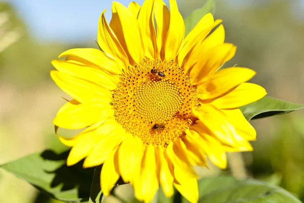 Sonnenblume mit Bienen im Sommer. — Stockfoto
