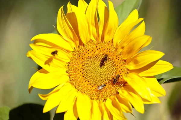 Girassol com abelhas no verão . — Fotografia de Stock