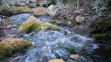 Yaz aylarında ahşap Nehri.