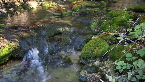 Yaz aylarında ahşap Nehri. — Stok video