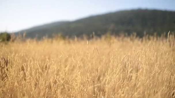 Rostliny s ušima suchý vítr pohybující se jednoho letního rána. — Stock video