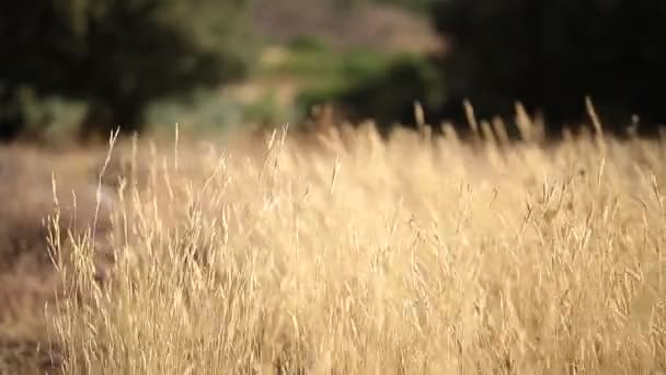 Plantas com orelhas vento seco em movimento uma manhã de verão . — Vídeo de Stock