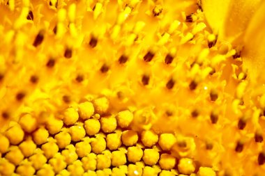 Makro bir ayçiçeği 