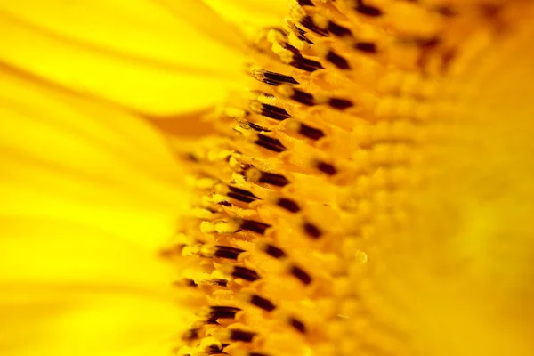 Macro del girasol a — Foto de Stock