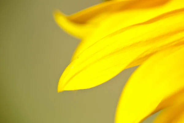 Makro der Sonnenblume — Stockfoto