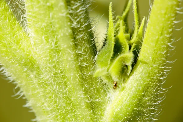 Ayçiçeği kök makro.