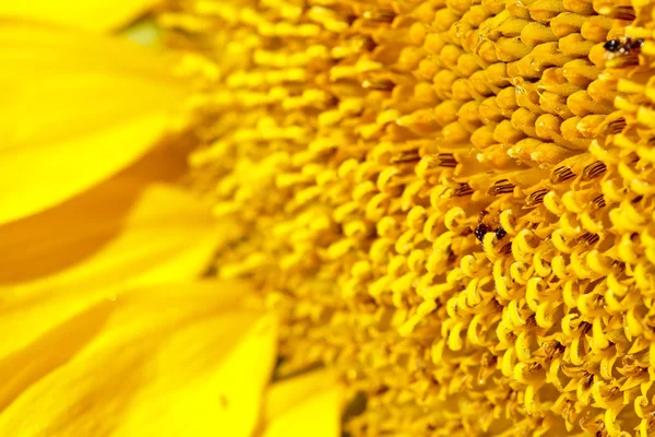 Macro of the a Sunflower — Stock Photo, Image