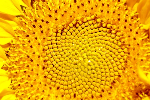 Macro del girasol a —  Fotos de Stock