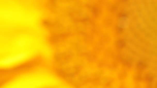 Makro slunečnice. — Stock video
