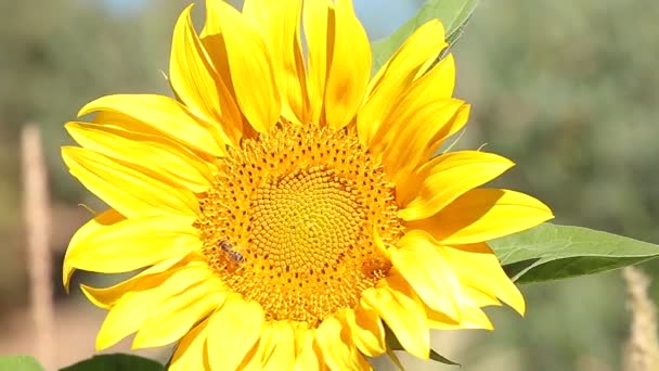 Macro del girasol a . — Vídeo de stock