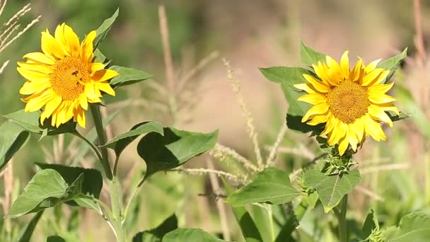 Twee zonnebloem gedreven. — Stockvideo