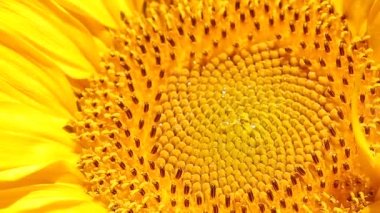 Makro bir ayçiçeği.