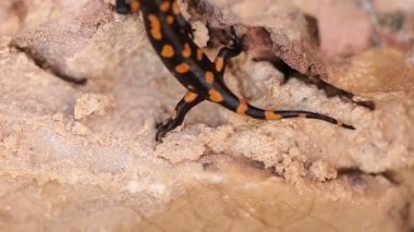 Kayanın üzerinde tünemiş semender.