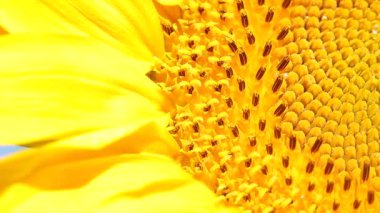 Makro bir ayçiçeği.