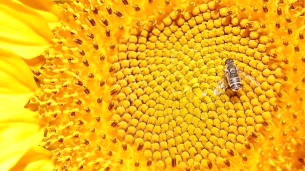 Abeja que descansa sobre un girasol . — Vídeos de Stock