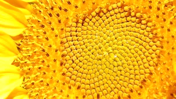 Macro de floarea-soarelui . — Videoclip de stoc
