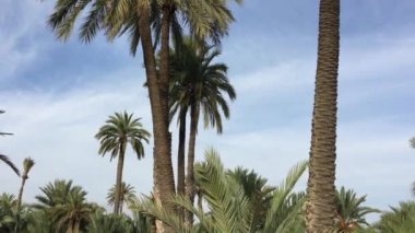 Elche palmiye ağaçları sonbaharda.
