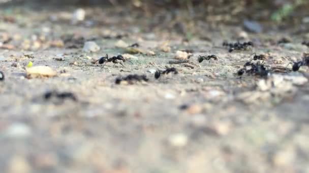 Fourmis recueillant de la nourriture . — Video