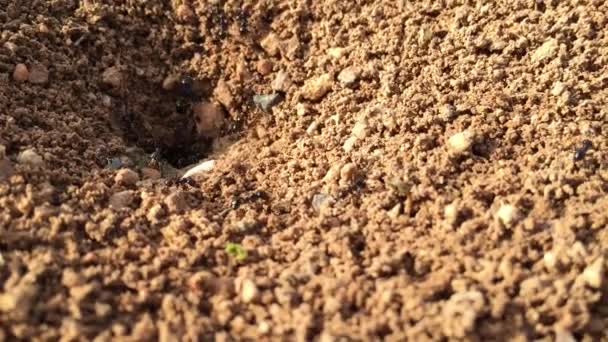 Муравьи работают в муравейнике . — стоковое видео