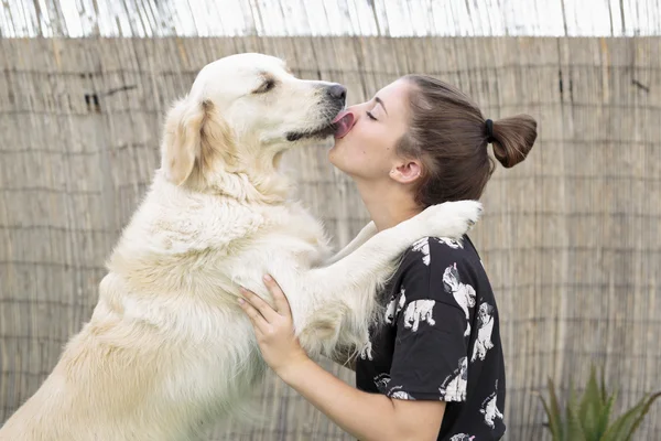 Kutya fajta Arany-Vizsla ad egy ölelés, hogy a tulajdonos. — Stock Fotó